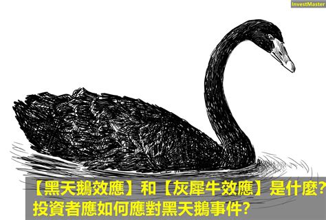 黑天鵝效應和灰犀牛效應是什麼？投資者應如何應對黑天鵝事件？ Investmaster