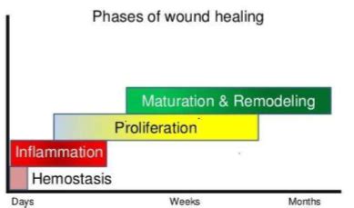 Wound Healing Flashcards Quizlet