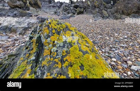 Fungi Growing On Rocks Stock Videos Footage Hd And K Video Clips