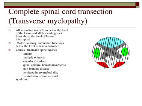 Ppt Lesions Of The Spinal Cord Powerpoint Presentation Free Download Id 1224526