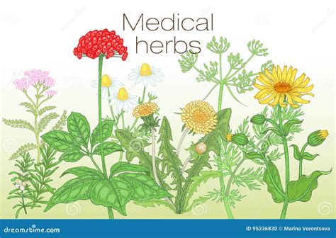 Vector O Cartaz Do Molde A Imagem De Ervas Medicinais Ilustra O Do