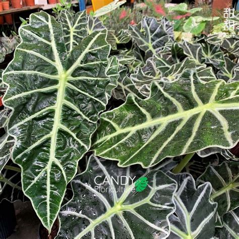 Alocasia Amazonica