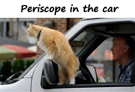 Periscope - images, funny, periscope, cat, memes, meme, - xdPedia.com (1)