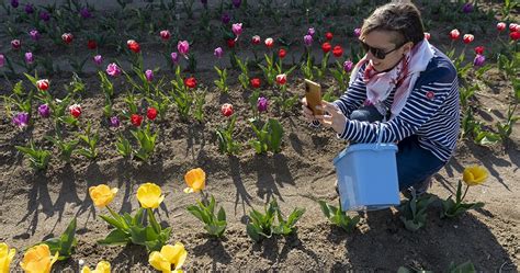 Tulipani Passeggiata Nel Campo E Raccolta You Pick Difotoediviaggi