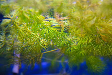 18 Live Aquarium Plants You and Your Fish Will Love