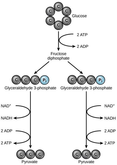 Chapter 11. Cellular Respiration – Introduction to Molecular and Cell ...