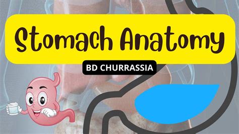 Stomach Anatomy [ Part 2] External Features Nerve Supply Lymphatic