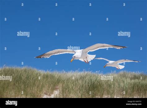 Seagulls Fly Over Sand Dunes Hi Res Stock Photography And Images Alamy