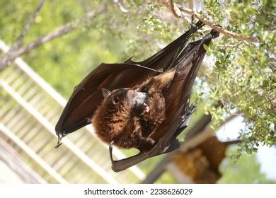 Kalong Pteropus Vampyrus Largest Bat Species Stock Photo 2238626029 ...