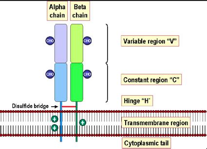 Assignment T Cell Maturation Development Differentiation Flashcards