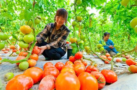 冬日“丰”景独好 张掖甘州40余万亩蔬菜“钱”途无限凤凰网甘肃凤凰网