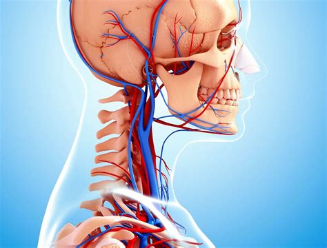 External Jugular Vein: Anatomy, Function, and Significance