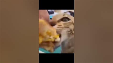 Cat Eating Burger 🍔 Youtube