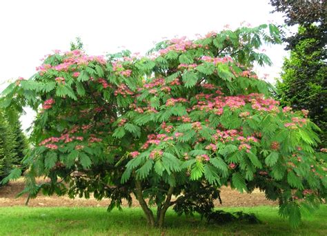 Pantalones Es Suficiente Previsi N Albizia Parasol F Sicamente Saca La