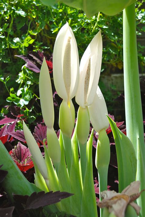 elephant ear flower 4