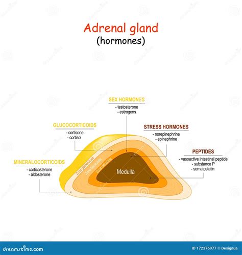 Hormones Of Adrenal Gland Stock Vector Illustration Of Anatomy 172376977