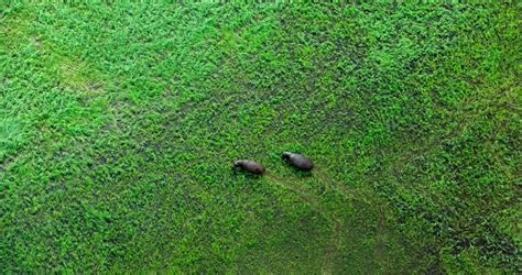 Why does the Okavango Delta in Botswana flood? | By Cedarberg Africa