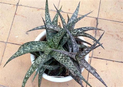 Размножение алоэ в домашних условиях: семенами и черенками