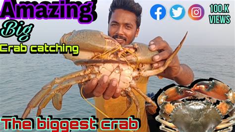 🦀amazing Big Crab Catching 🎉🦀 The Biggest Mud Crab Mudcrab Youtube