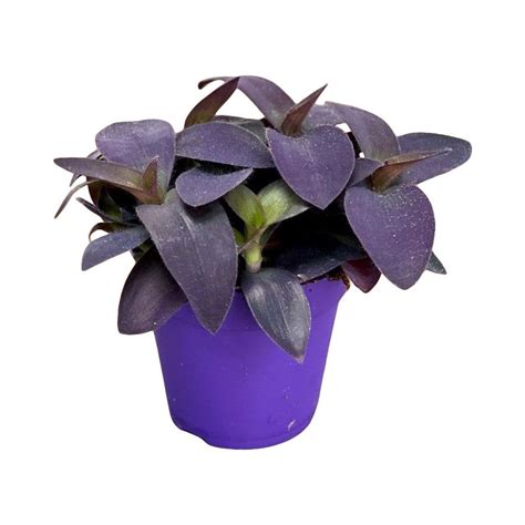 Tradescantia Pallida Purpurea Purple Heart Easy Care Plants House