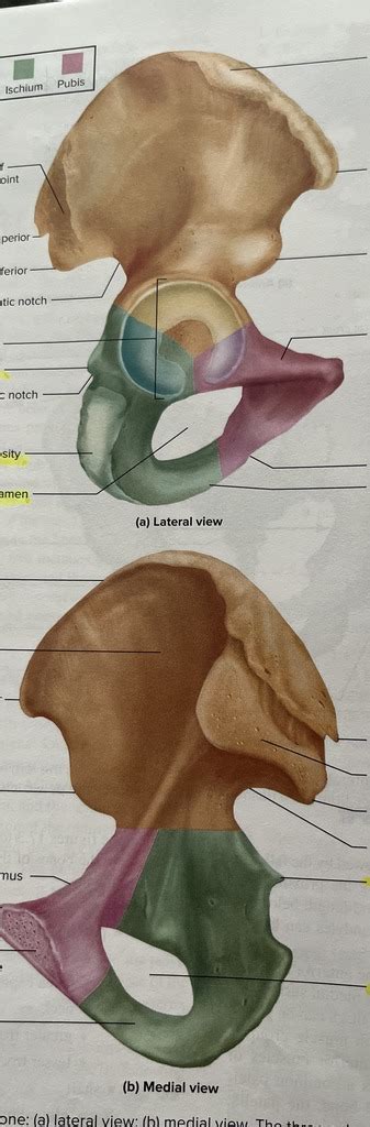 hip bone Diagram | Quizlet