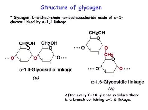 PPT - Structure of glycogen PowerPoint Presentation, free download - ID:5488211