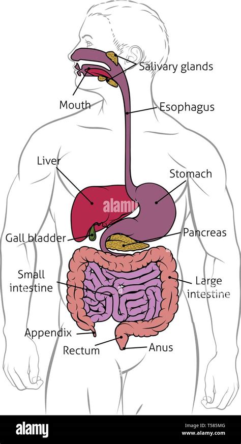 Menschliche Verdauungssystem Magen Darm Trakt Diagramm Stock Vektorgrafik Alamy