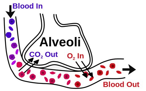 Difference Between Ventilation And Respiration Definition Process Role