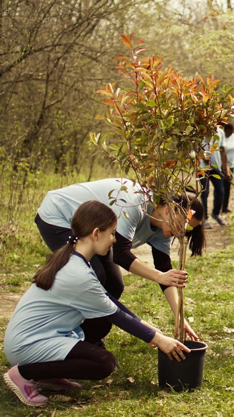 Team of volunteers growing the natural habitat in a forest, planting ...