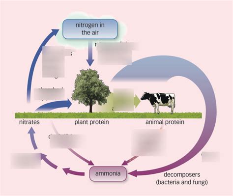 Simple Diagram Of Nitrogen Cycle