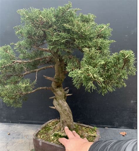 Juniperus Chinensis Itoigawa Les Chuhin Et Autres Grands Bonsa