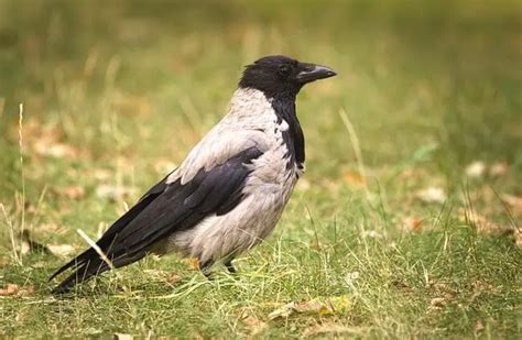 Crow Description Habitat Image Diet And Interesting Facts