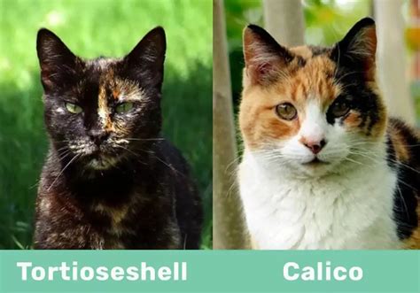 Tortoiseshell Vs Calico How To Spot The Difference With Pictures