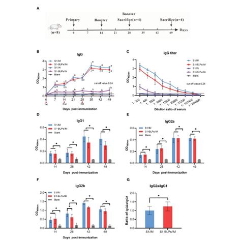 timeline   mouse immunization  specific igg  igg subclasses
