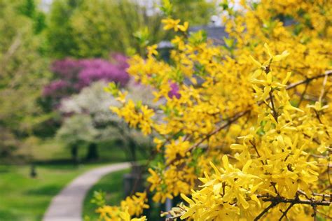 10 Best Shrubs With Yellow Flowers