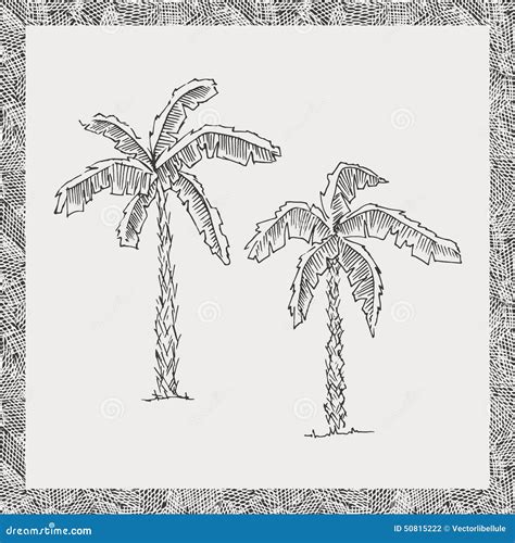 Hand Drawn Palm Trees Vector Stock Vector Illustration Of Icon