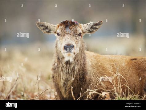 Red deer antler shedding hi-res stock photography and images - Alamy