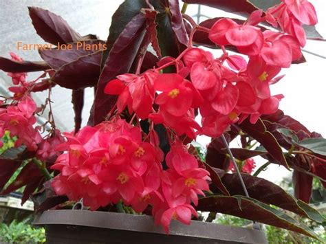 Begonia Fancy Angel Wing Torch Red 3 Pot Size Plant Farmer Joe