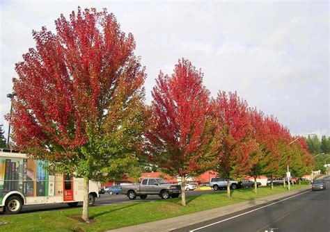 Tree Profile For The Autumn Blaze Maple Urban Forest Nursery Inc