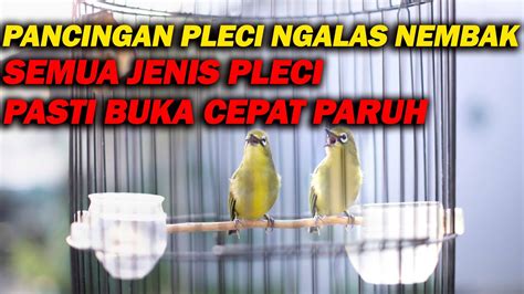 PANCINGAN PLECI NGALAS NEMBAK MANGGIL LAWAN CEPAT BUKA PARUH