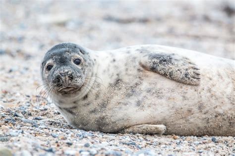 136 Famous and Cute Seal Names - Animal Hype