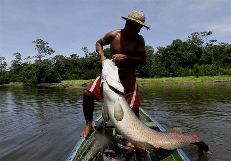 Invasão de Pirarucu e Tilápia em áreas não nativas ameaça rios de