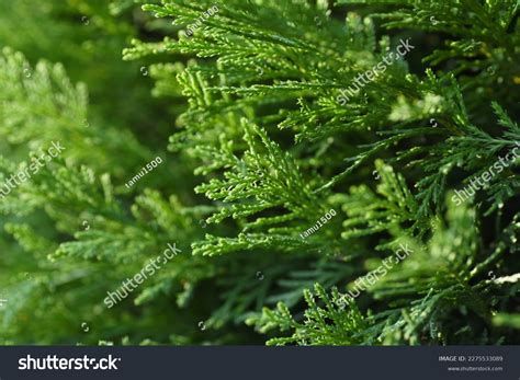 Hedge Leyland Cypress Cupressocyparis Leylandii Cupressaceae Stock ...