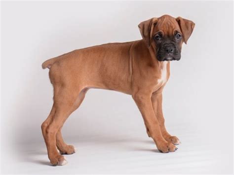 Boxer Small Animal Fawn ID:19909 Located at Petland Topeka, Kansas