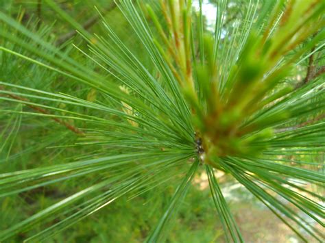 Pine Needles Free Stock Photo - Public Domain Pictures