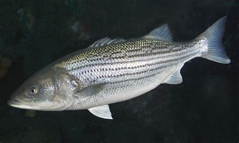 Fish Chesapeake Bay U S National Park Service