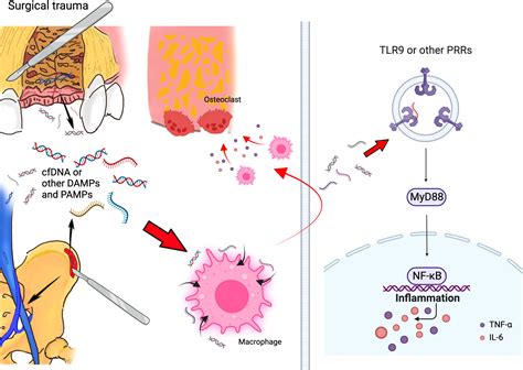 Frontiers The Potential Role Of CfDNA Related Innate Immune Responses