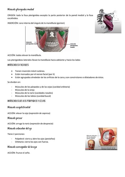 SOLUTION M Sculos De Cabeza Y Cuello Studypool