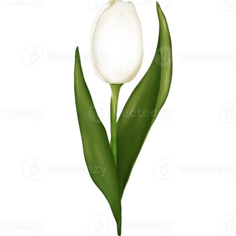 White Tulips Png