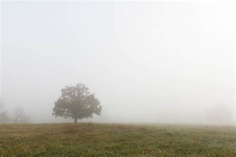 Fotos gratis paisaje árbol naturaleza césped horizonte niebla